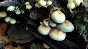 В поисках грибного грааля. Новороссийск. 16.10.2019