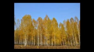 Березы почки - советы и секреты