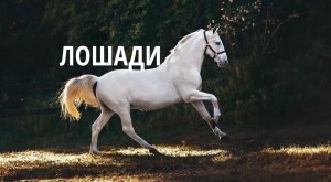 ФАКТЫ о Лошадях за 3 минуты