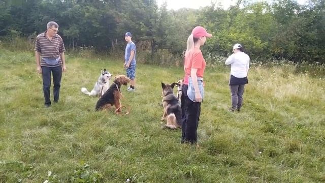Как выглядит идеальный подзыв из группы? #дрессировка #airedaleterrier #хаски #немецкаяовчарка