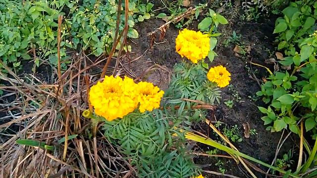 9 ноября 2020 г. Последние дары осени. Мои лекарственные травы. смотреть онлайн