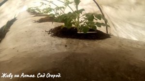 Арбузы на плёнке - заморозки. Дают ли стебли Арбузов дополнительные корни.