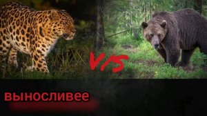 КТО ПОБЕДИТ?! Ягуар против бурого медведя!!!//батл животных//(ANIMALS BATTLE BIT)