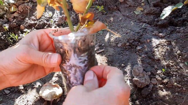 Размножение розы,воздушным отводком.С результатом. смотреть онлайн