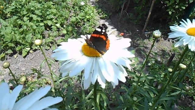 Бабочка Адмирал. Butterfly Admiral смотреть онлайн