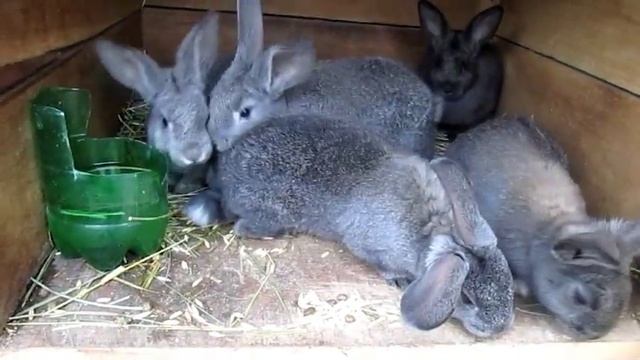 Знакомство с кроликами :). Рассказ о кроликах для деток. смотреть онлайн