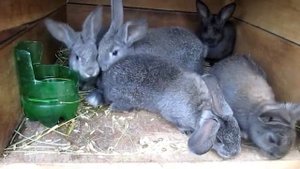 Знакомство с кроликами :). Рассказ о кроликах для деток.