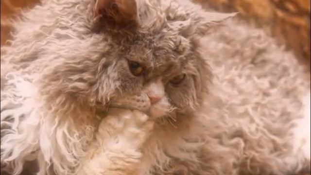 САМЫЕ ЛЕНИВЫЕ ПОРОДЫ КОШЕК     The most lazy cats