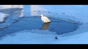 Красота, которую не описать словами! Цапля в ледяной воде.