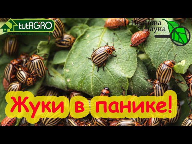ЖИВОЕ СРЕДСТВО ДЛЯ ИЗБАВЛЕНИЯ ОТ КОЛОРАДСКОГО ЖУКА, ТЛИ и ГУСЕНИЦ! Удивится даже бывалый огородник!