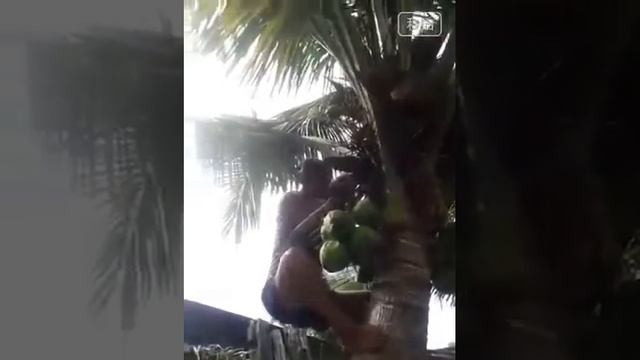 Самое высокое пальма в мире смотреть онлайн