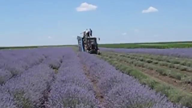 2011 Lavender harvest - Zarnevo , Bulgaria смотреть онлайн
