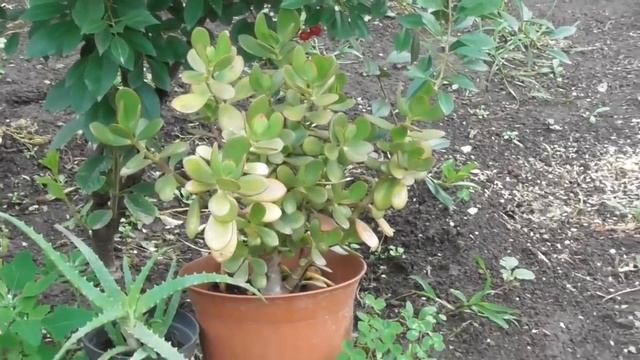 Работает ли денежное дерево?! Жизнь- малина! 28,07,2018, смотреть онлайн