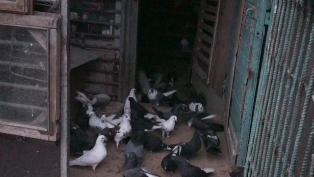 У нас гости и как всегда Виктор вспоминает .... смотреть онлайн