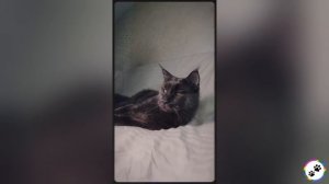 Забавные питомцы #69