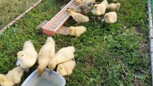 Кабачки  для птицы. Можно ли кормить, если ДА, то как? Цыплята, индюшата, утята.Zucchini for birds.