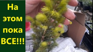 На этом пока все!  Распаковка посылки с растениями весна 2023. Хвойные и гортензии.