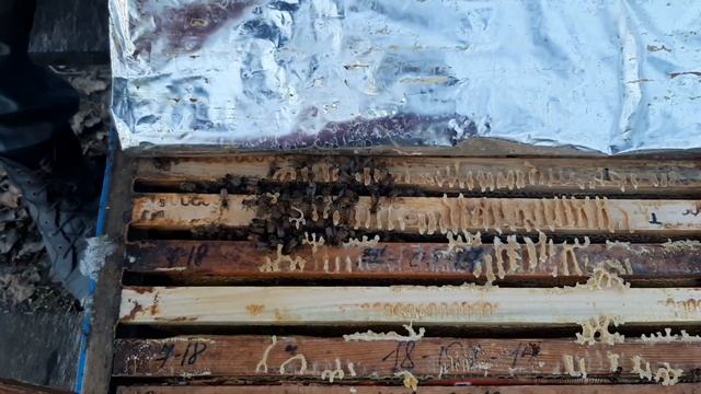 Вентиляция гнёзд в разных системах ульев. 28.11.2020 смотреть онлайн