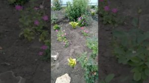 Портулак и борьба с ним?