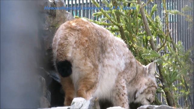 Сибирские рыси Лекс и Бусинка (Буся) 05.04.2022 смотреть онлайн