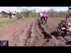 Сажаем картошку