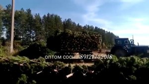 Оптом Сосна Новогодняя с делянки в любой регион России. Livepines.ru ☎️+79127762018