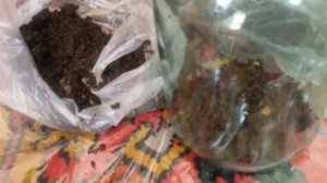Разведение пиявок в домашних условиях. Часть 2