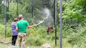 Директор устроил БАННЫЙ ДЕНЬ для ОРАНГУТАНА! Дана НАСЛАЖДАЕТСЯ водичкой в жаркий день!  Тайган