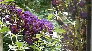 Butterfly Bush Visited by Hummingbird Moth