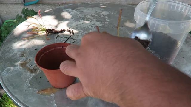 Dividing Cape Sundew (Drosera Capensis) смотреть онлайн