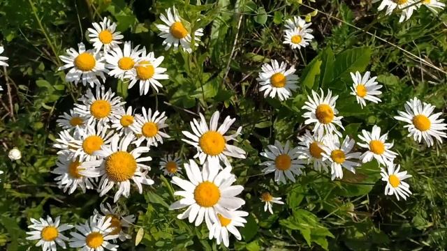 Степи России - Ромашки смотреть онлайн