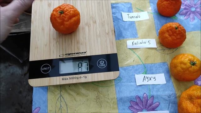 Мандарины группы Уншиу, собираю и дегустирую урожай 2021 / C.unshiu "Tomono" , "Kalinin 5" , "AYKY"