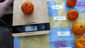 Мандарины группы Уншиу, собираю и дегустирую урожай 2021 / C.unshiu "Tomono" , "Kalinin 5" , "AYKY"