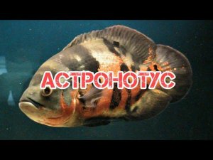 АСТРОНОТУС. СОДЕРЖАНИЕ И РАЗВЕДЕНИЕ В АКВАРИУМЕ