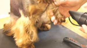 Фен (компрессор) для сушки собак Codos CP-160 сушит йорка (йоркширского терьера)