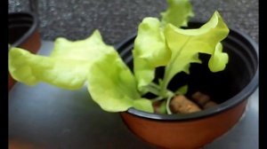 Аквапоника салаты