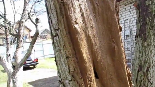 ЧЕМ ОБРАБОТАТЬ ЯБЛОНЮ ⁄ Дача ⁄ Сад ⁄ Садоводство ⁄ Огород ⁄ Полезные советы смотреть онлайн