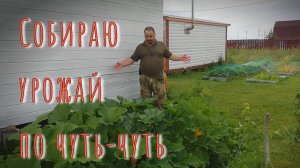 14.07.2024 Собираю урожай по чуть-чуть.