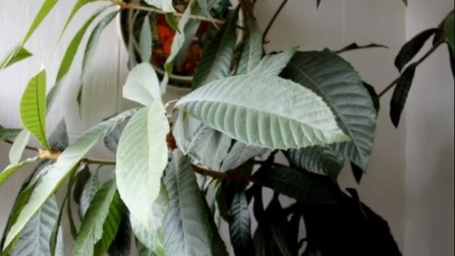 PhotoStory джунгли на балконе смотреть онлайн