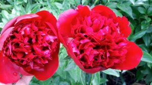ЦВЕТЫ ПИОН РЕД ШАРМ.RED SHARM. 2020 год.