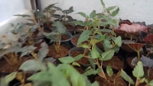 Рассада - посадка, удобрение, защита от вредителей и грибковых- уход!!! Смотреть до конца!!!