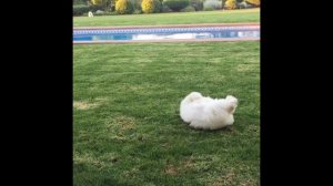 El Coton De Tulear