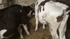Как приучить телят к сухой дроблёнке.