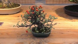 В "Аптекарском огороде" завершилась выставка "Искусство Бонсай"