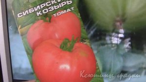 Сорт приобретенный под названием Сибирский козырь
