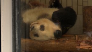 Панду Сян Сян проводили из Токио в Китай