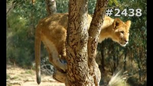 #2438. Львы (В мире животных)