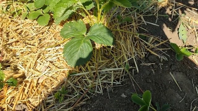 ВЛОГ. ДАЧНЫЙ ТУАЛЕТ ЗА 300 РУБЛЕЙ ?ДЕЛА ДАЧНЫЕ. ИЮНЬ 2020. смотреть онлайн