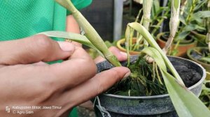 Harum, Berbulu Warna Putih, Rhyncholaeliocattleya Golf Green