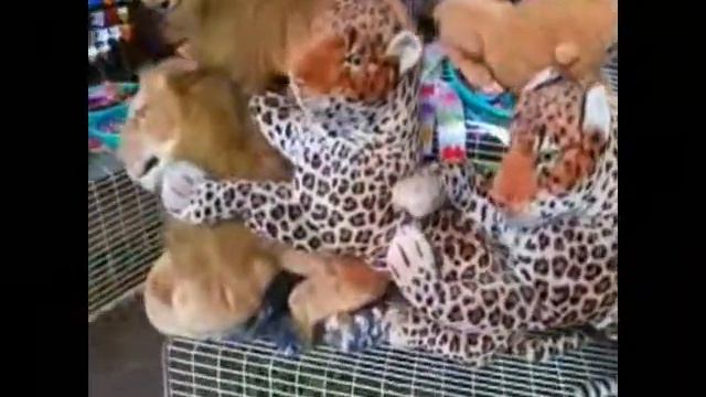 Maha Mangara Dewalaya Kadirana Negombo Sri Lanka смотреть онлайн